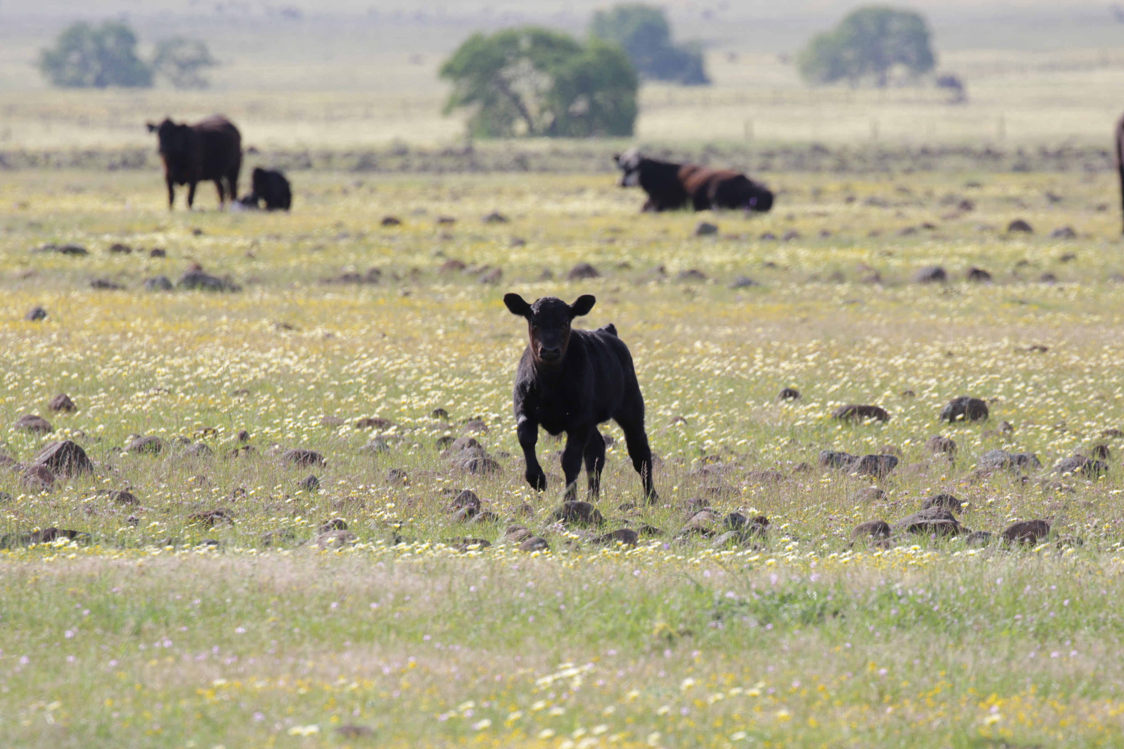 Frolicking baby cow at Dye Creek